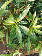 Madhuca longifolia latifolia