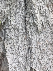 Lecanactis subfarinosa