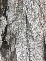 Lecanactis subfarinosa