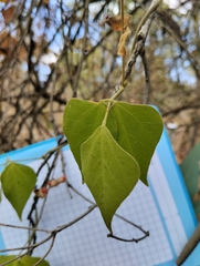 Rhynchosia precatoria