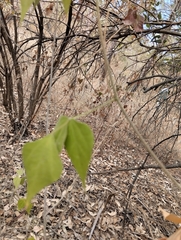 Rhynchosia precatoria