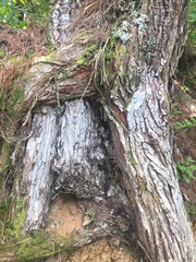 Lecanactis subfarinosa