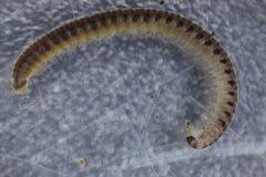 Proteroiulus fuscus