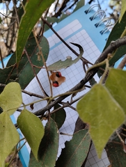 Rhynchosia precatoria