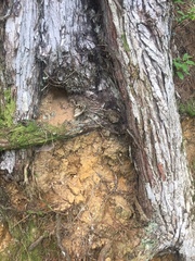 Lecanactis subfarinosa