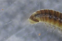 Proteroiulus fuscus