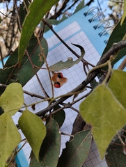 Rhynchosia precatoria