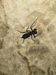 Typopeltis crucifer