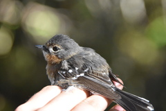 Chasiempis sclateri