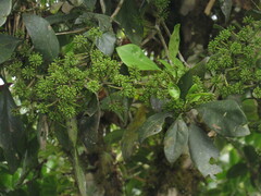 Dendropanax