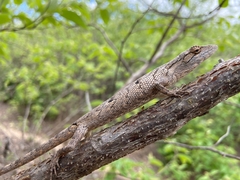 Polychrus acutirostris