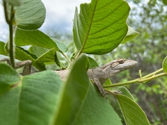 Polychrus acutirostris