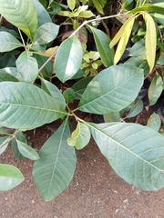 Madhuca longifolia