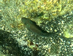 Canthigaster amboinensis
