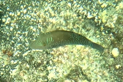 Canthigaster amboinensis