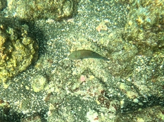 Canthigaster amboinensis