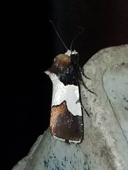 Bryolymnia marginata