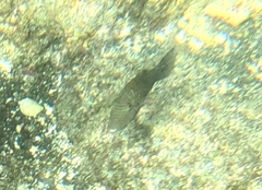 Canthigaster amboinensis