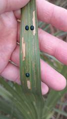 Hemisphaerota cyanea