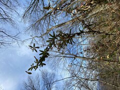Berberis vulgaris