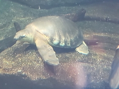 Carettochelys insculpta