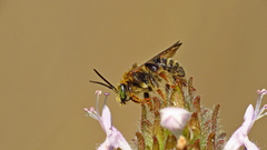 Exomalopsis