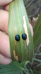 Hemisphaerota cyanea