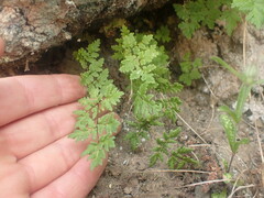 Cheilanthes sieberi sieberi