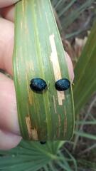 Hemisphaerota cyanea