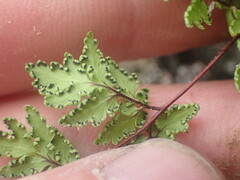 Cheilanthes sieberi sieberi