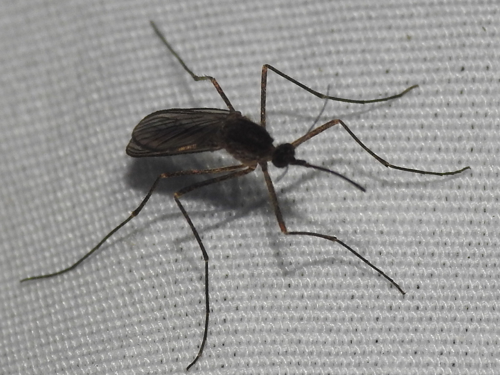 Winter Marsh Mosquito