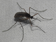 Culiseta inornata