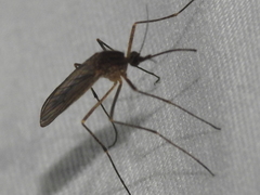 Culiseta inornata