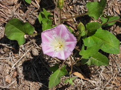 Calystegia hederacea