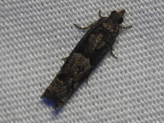 Pseudexentera hodsoni