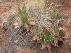 Aloe maculata
