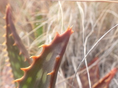 Aloe maculata