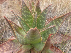 Aloe maculata