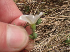 Convolvulus waitaha