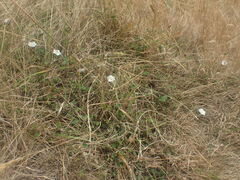 Convolvulus waitaha