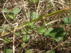 Convolvulus waitaha