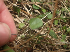 Convolvulus waitaha