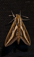 Hyles euphorbiarum