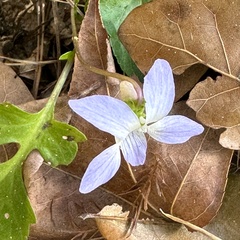 Viola floridana