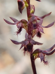 Genoplesium morrisii