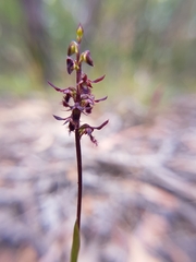 Genoplesium morrisii