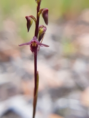 Genoplesium morrisii