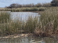 Schoenoplectus californicus