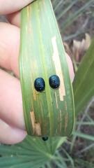 Hemisphaerota cyanea