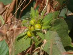 Argyreia sericea